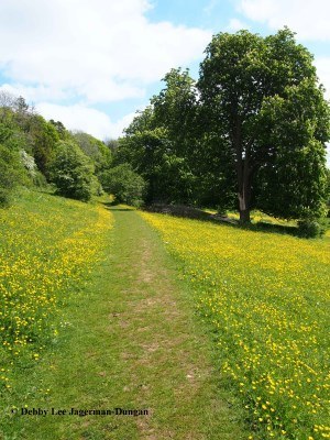 Cotswolds Grass Path Big Trees