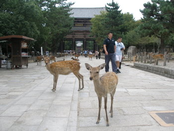 Nara Gate and Deer