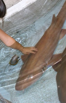 Petting a shark