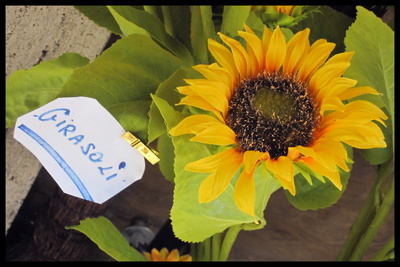 Girasoli, Sunflower, Italian, How do you say sunflower in Italian, flower stalls, Florence, Italy