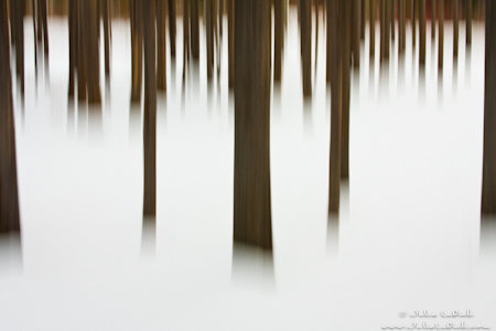 Winter Trees Abstract