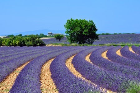 Provence Landscape