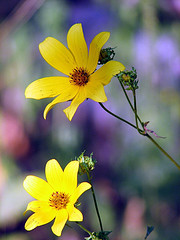 hoosier forest wild flowers national credit flickr