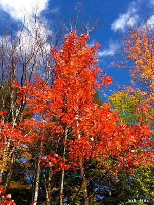 Foliage in Vermont
