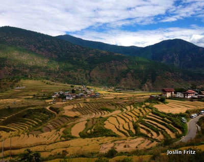 Rice Paddies Bhutan