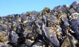 Miles of mussels