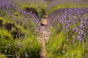 path in the lavender