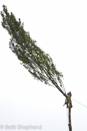 The last Poplar branches 3