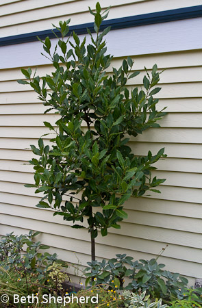 Bay Laurel tree