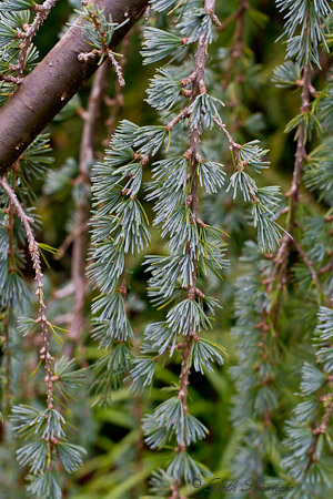 Pine Needles Kubota Garden