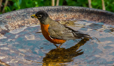 Robin in the birdbath