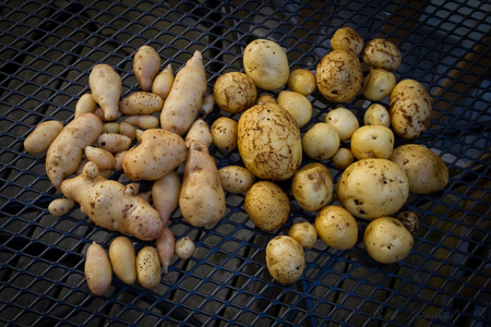 Potato crop