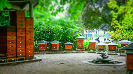 Bees in Jardin du Luxembourg