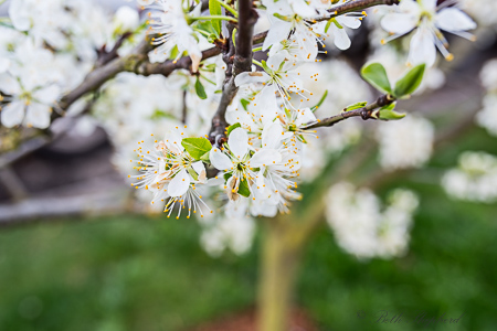 Greengage plum tree blossoms