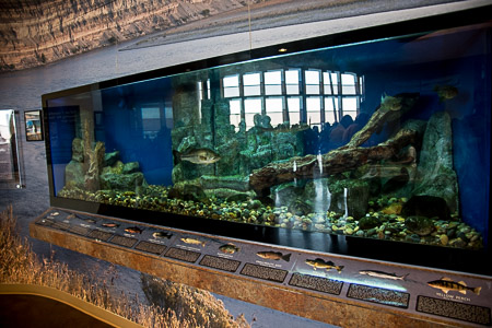 Indigenous fish tank at The REACH