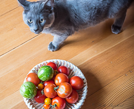 ally and garden tomatoes