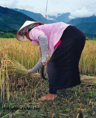 As she bent over to efficiently cut the rice she kept cutting bunch after 