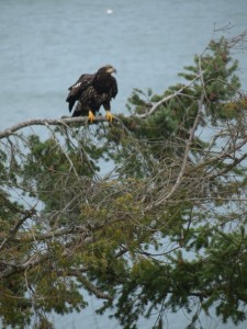 Washington Bald Eagle
