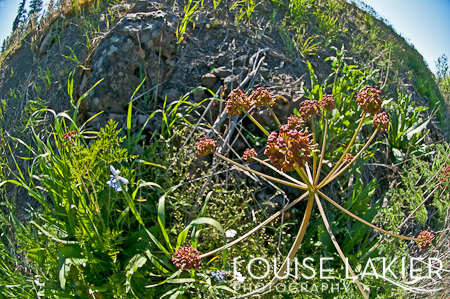 Wild Flower, Flora, Stites, Idaho, Nature, Landscape, Fisheye, Clearwater Valley