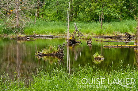 Beaver Pond, Lord Hills Regional Park, Nature, Seattle, Trails, Snohomish