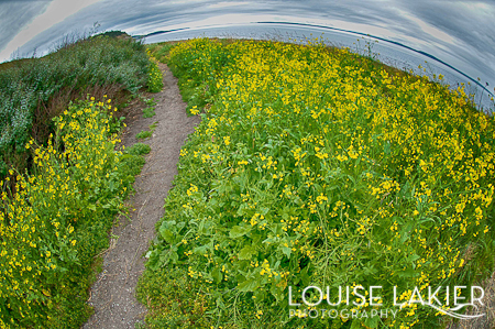 Ebey's Landing, Hiking, Whidbey Island, Washington, The Puget Sound, Wildflowers, Yellow, Fisheye Lens