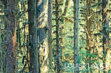 The Hoh Rainforest, The Manitou Lodge, The Olympic Peninsula, Washington. Bed & Breakfast, The Olympic National Forest