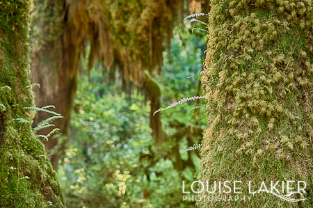 The Hoh Rainforest, The Manitou Lodge, The Olympic Peninsula, Washington. Bed & Breakfast, The Olympic National Forest