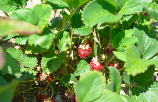 Strawberries in Field at Biringer Farm