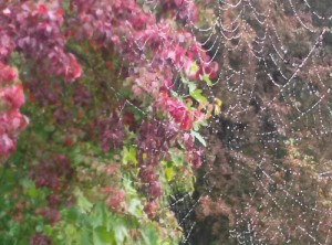 Spider web and tree