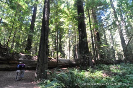 Contemplative among the redwoods