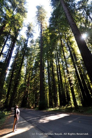 Redwoods at Humboldt Redwoods State Park
