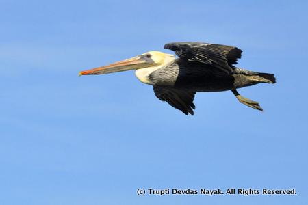 Pelican flyby overhead