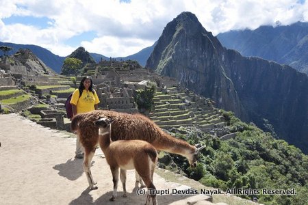With llamas at Machu Picchu