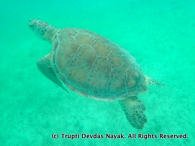 Swimming with sea turtles in Akumal, Mexico