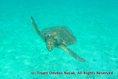 Swimming and snorkeling with sea turtles in Akumal, Mexico
