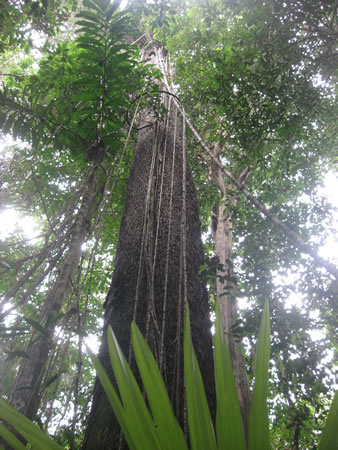 jungle tree in the Amazon