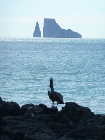 Ecuador-Galapagos-Kicker-Rock-pelican