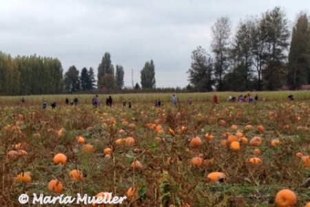 Hunting for Pumpkins on Halloween Eve