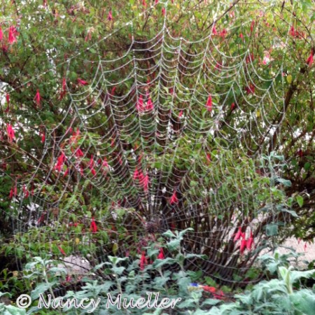 Seattle Spiderweb Walk