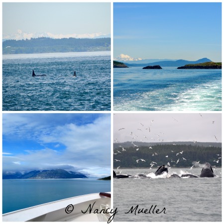 Whales watching in the San Juans and Glacier Bay