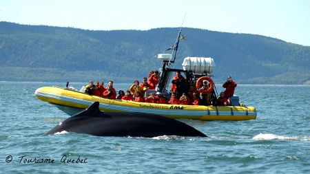 Whale watching Quebec