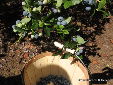 Blueberry picking