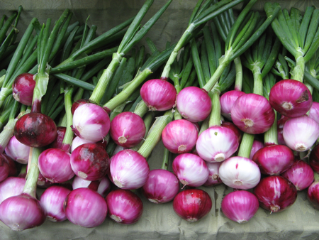 Red onions, Portland Saturday Farmers Market, Portland, OR