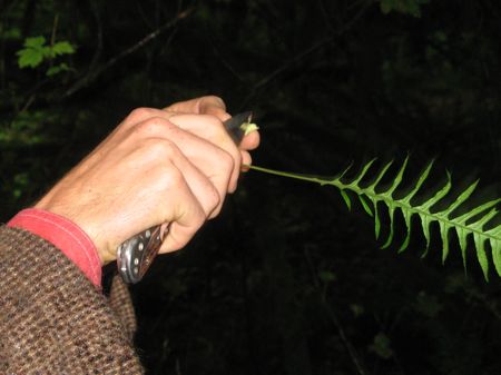 Trimming a licorice fern root, Swallow Tail Wild Edibles Tour