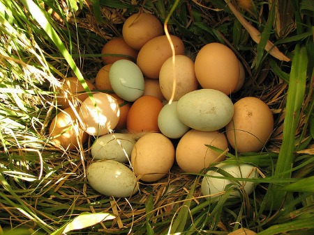 Fresh Eggs