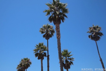 venice beach los angeles california palm trees