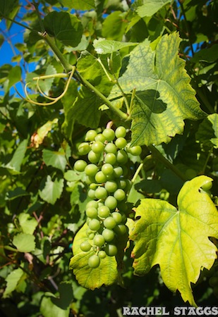 mermaid winery grapes norfolk virginia 