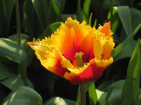 All About Tulips