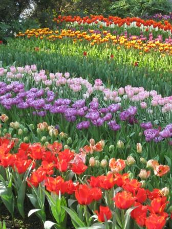 rows-of-tulips
