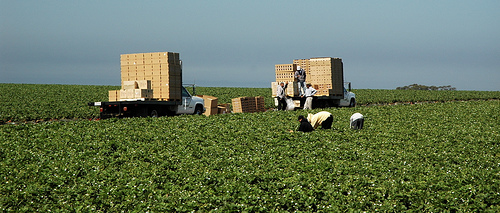 Salinas Valley Harvest